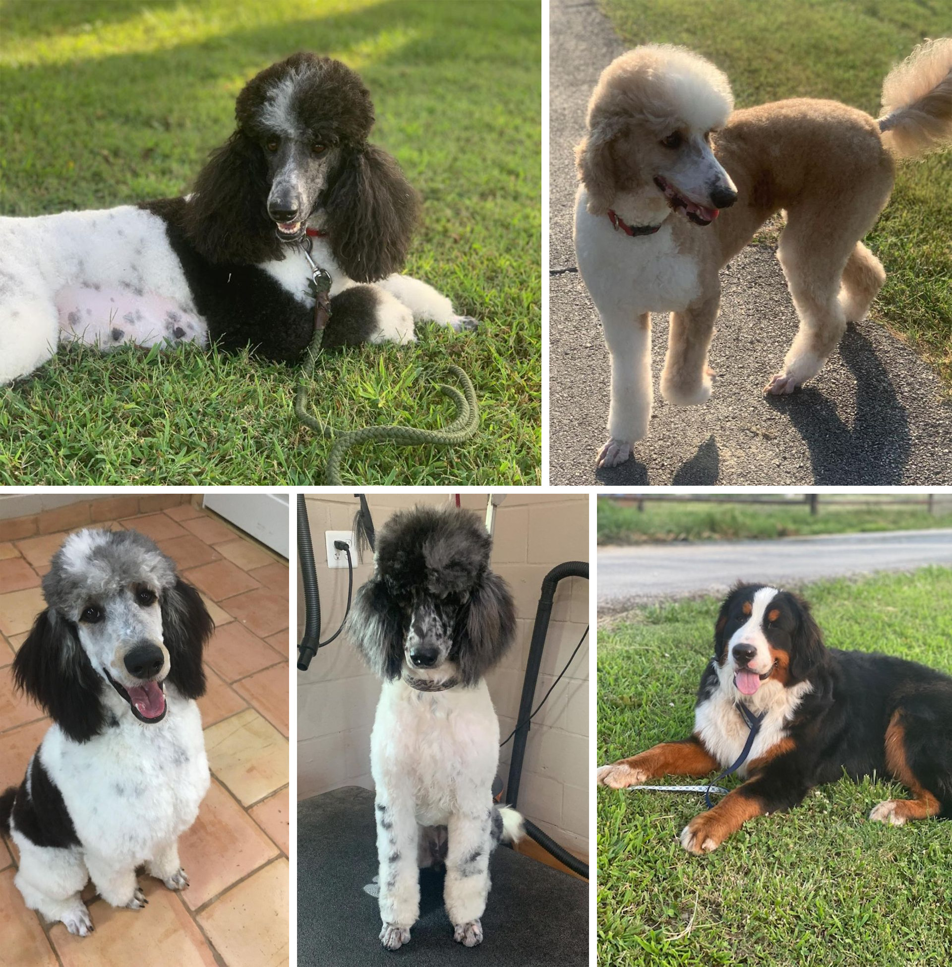 Red Rooster Kennels doodle puppies 2
