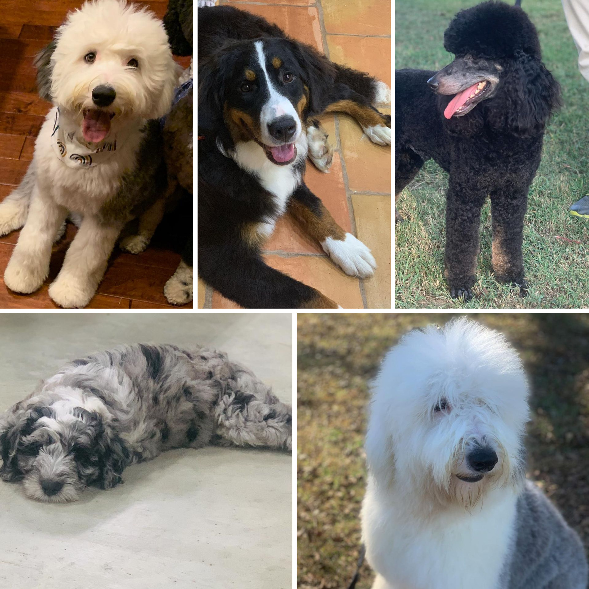 Red Rooster Kennels doodle puppies 5