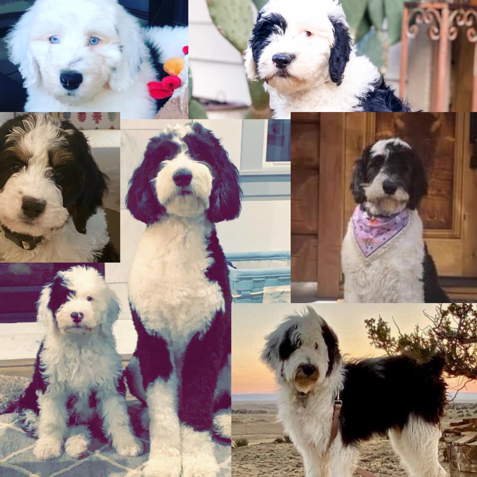 Red Rooster Kennels doodle puppies 1
